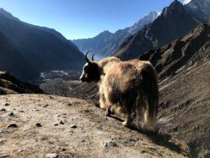 Langtang Adventure Trekking