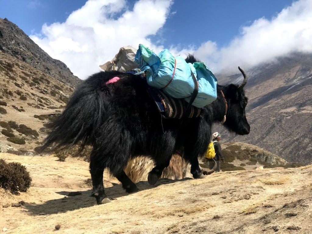 Everest Basecamp Trek